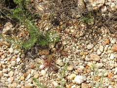 Teucrium pseudochamaepitys