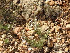 Teucrium pseudochamaepitys