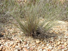 Macrochloa tenacissima