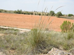 Macrochloa tenacissima