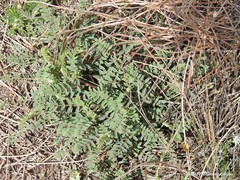 Hippocrepis scabra