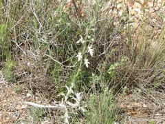 Teucrium pseudochamaepitys