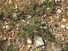 Leuzea conifera