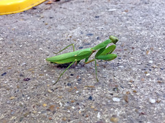 Hierodula patellifera patellifera