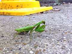 Hierodula patellifera patellifera