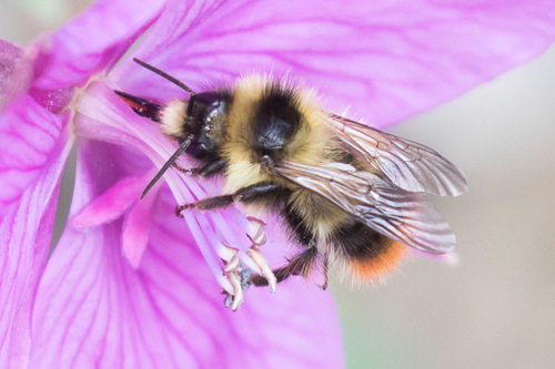 Photos of frigid bumble bee (Bombus frigidus) · iNaturalist