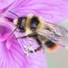 Frigid Bumble Bee - Photo (c) Jukka Jantunen, some rights reserved (CC BY-NC), uploaded by Jukka Jantunen
