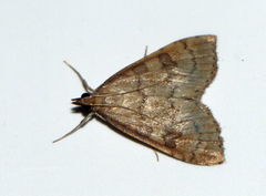 Udea fulvalis