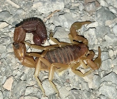 Parabuthus capensis