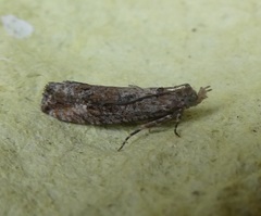 Strepsicrates ejectana