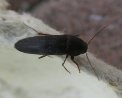 Ctenoplectron