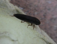 Ctenoplectron