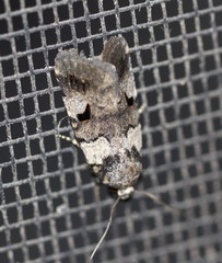 Thoracolopha flexirena