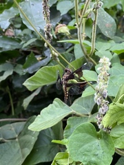 Palpopleura