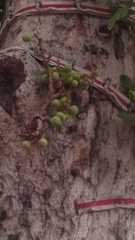 Ficus racemosa