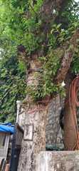 Ficus racemosa