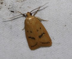 Eulechria subpunctella