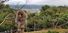 Macaca fuscata fuscata