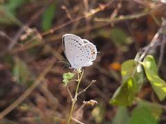 Cupido comyntas texana