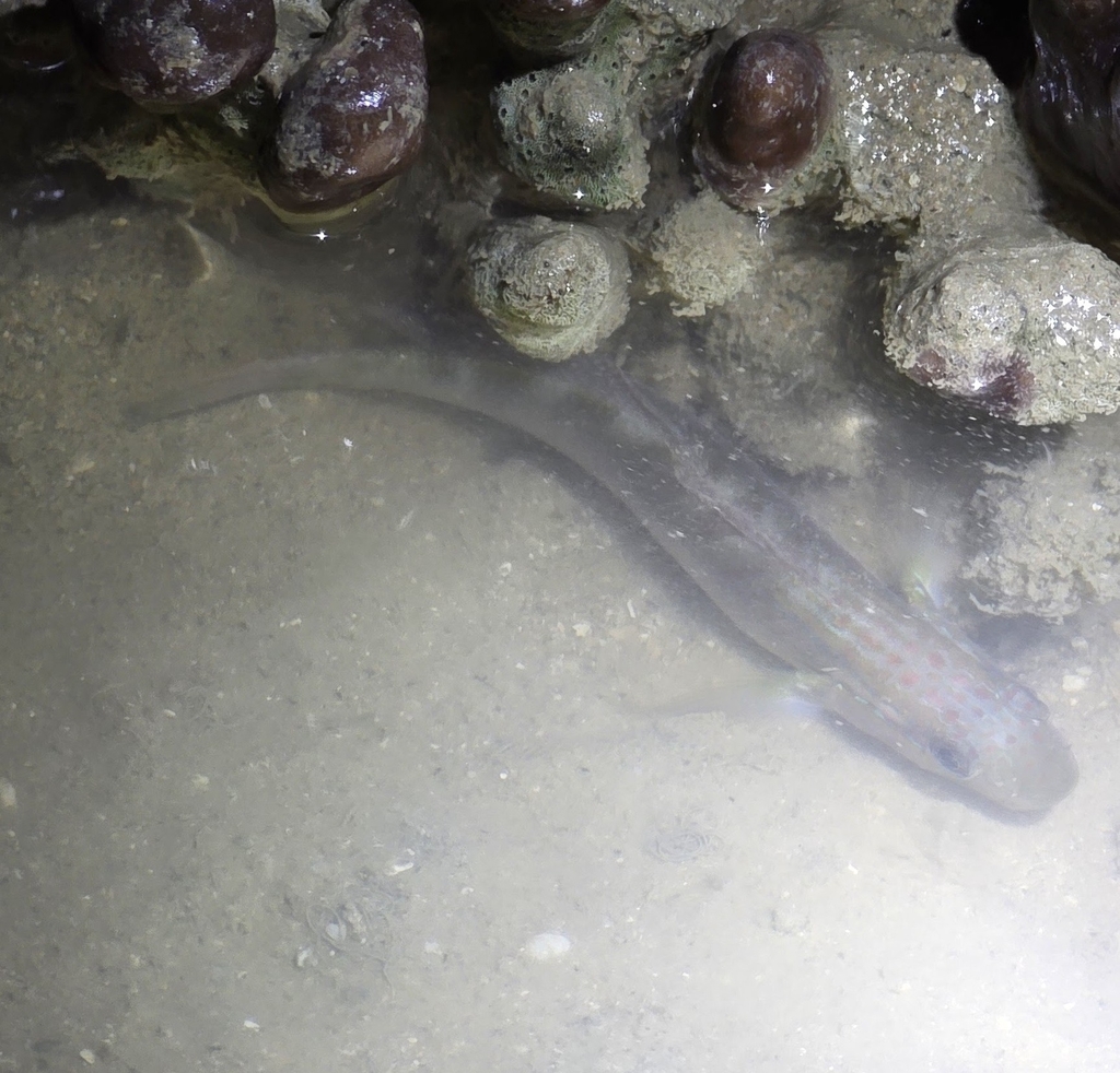 Freckled Goby