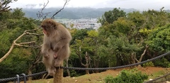 Macaca fuscata fuscata