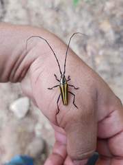 Sphaenothecus argenteus