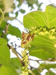 Anteros carausius carausius