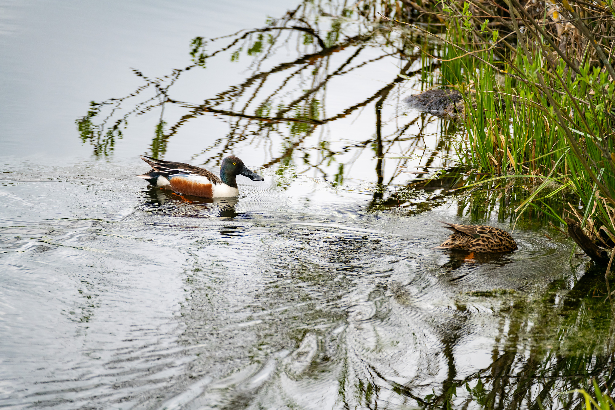 Northern Shoveler
