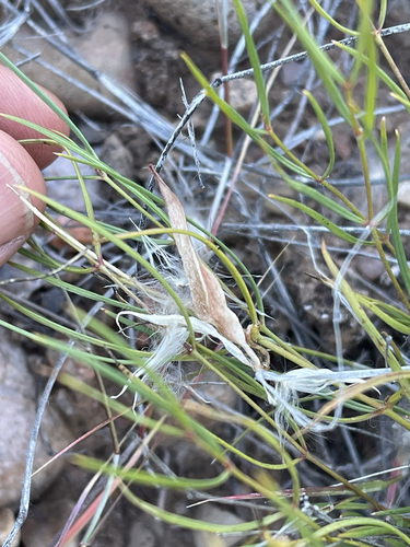 Longhood milkweed