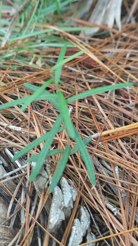 Wavyleaf Noseburn (Tragia urens)