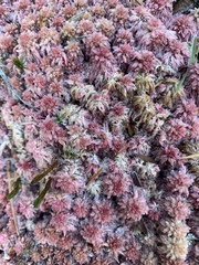 Sphagnum magellanicum