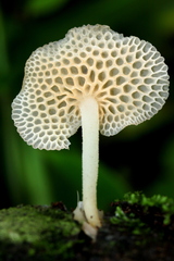 Favolaschia filopes