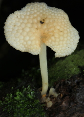 Favolaschia filopes