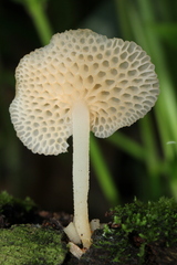 Favolaschia filopes