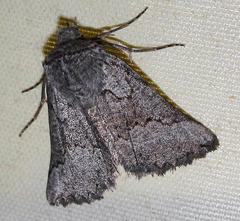 Drepanogynis interscripta