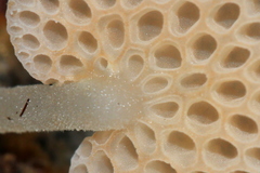 Favolaschia filopes