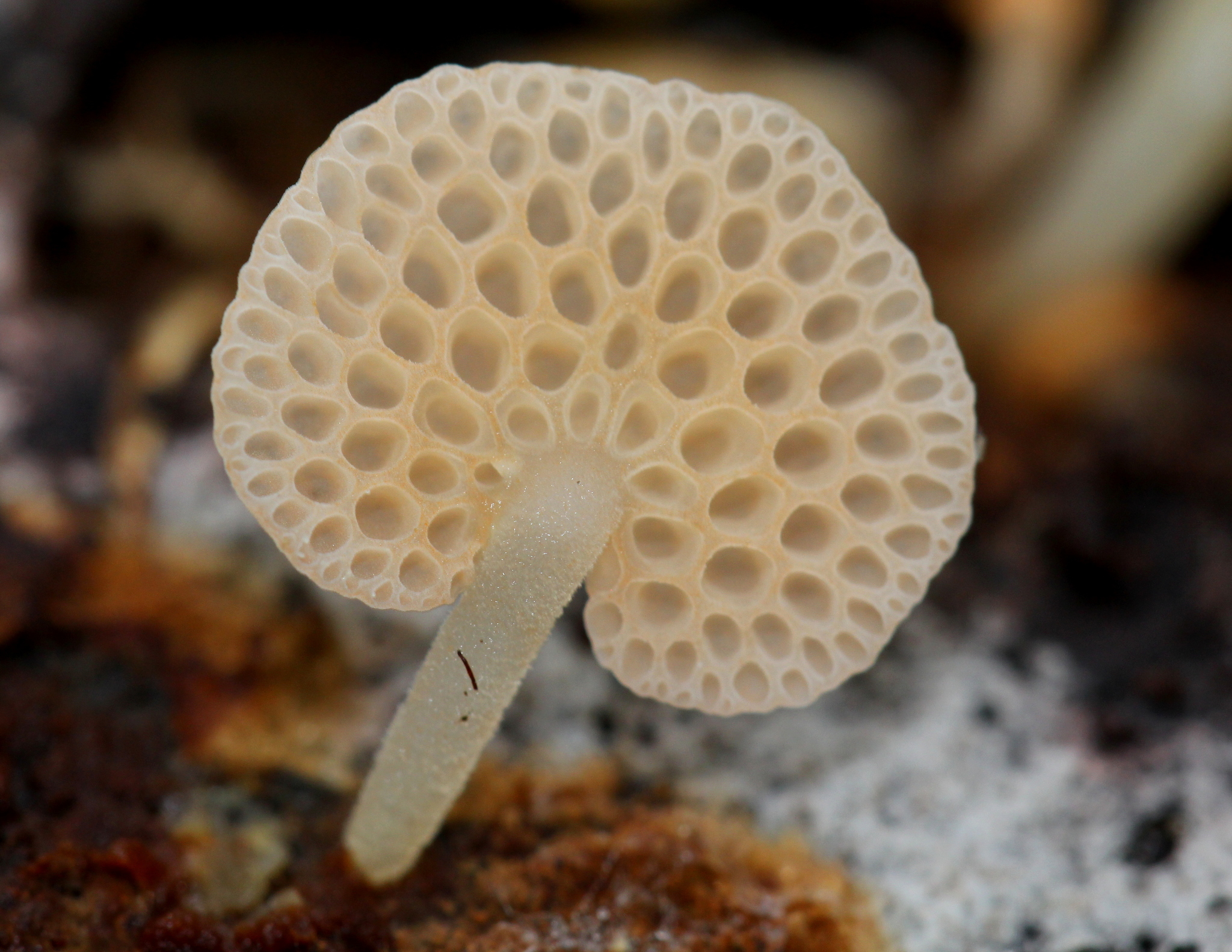Favolaschia filopes image