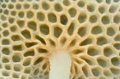 Favolaschia filopes