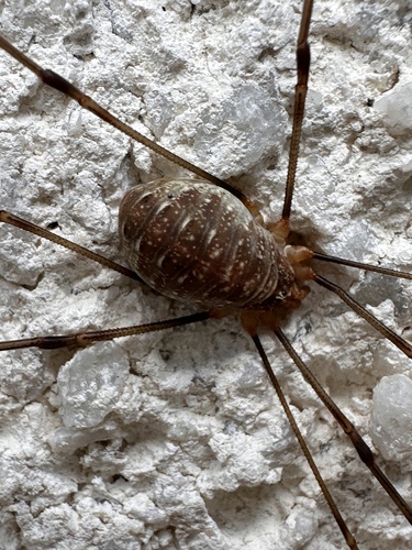 Canestrini's Harvestman photo 3