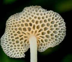 Favolaschia filopes