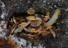 Favolaschia filopes