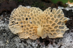 Favolaschia filopes