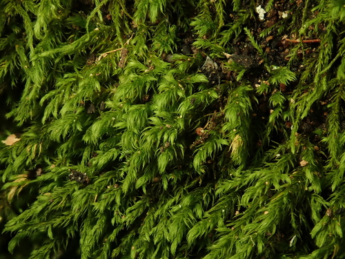 Anomodontella longifolia observed 2025-09-29