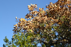 Quercus laceyi