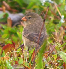 Camarhynchus parvulus
