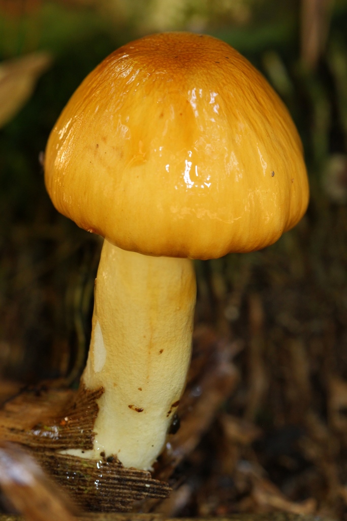 Zhuliangomyces glischrus