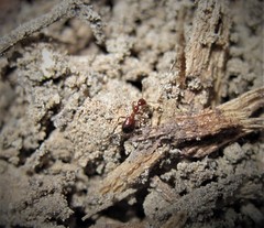 Acanthinus argentinus