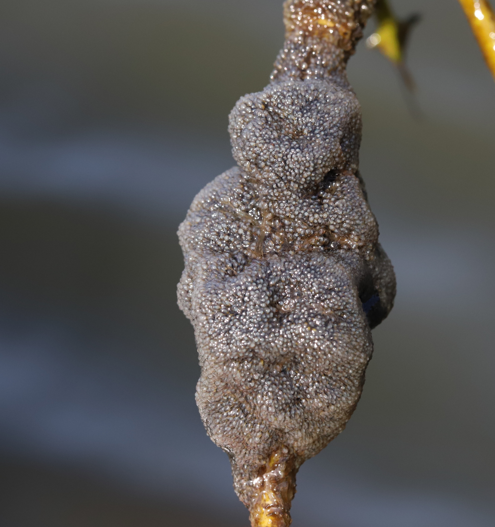 Plumatella fungosa (Pallas, 1768)