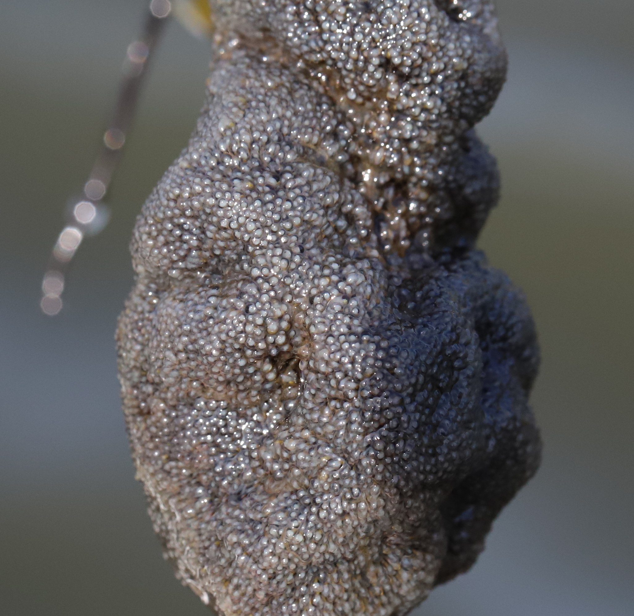 Plumatella fungosa (Pallas, 1768)