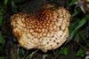 Echinoderma hemisclerum - Photo (c) Alan Rockefeller, some rights reserved (CC BY), uploaded by Alan Rockefeller
